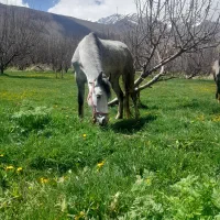 اسب مادیان و کوره