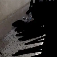 کبوتر آلمانی نر ابلق سرخ