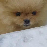 پامر .خرسی کوچولوی زیبا