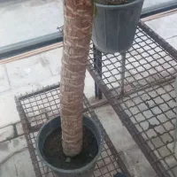 انواع گل|گل و گیاه طبیعی|گرگان, |دیوار