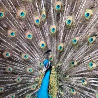 فروش طاووس مصری