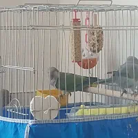 معاوضه ماده راهب