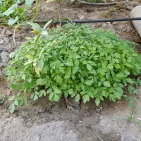 نشا گوجه|خدمات باغبانی و درختکاری|بندرعباس, |دیوار