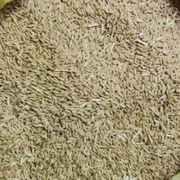 گندم|عمدهفروشی|کشاورز, |دیوار