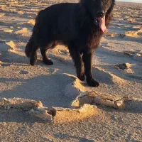 واگذاری ژرمن بلک