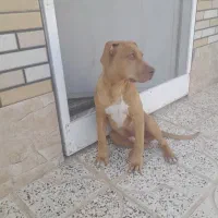 سگ آمریکن پیت بول