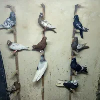 کفتر