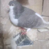 کفترساده|پرنده|فیروزه, |دیوار