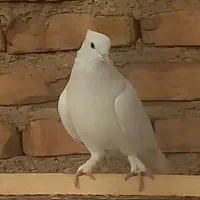 کفتر سفید کاکولی گم شده