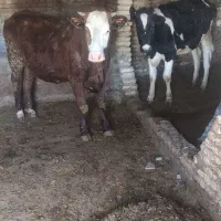 گوساله سمینتال،گوساله هلشتاین،، گاو و گوساله