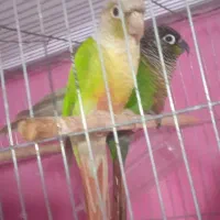 گرینچیک مولد خوشکل