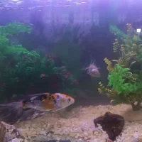 آکواریوم با تمام لوازم