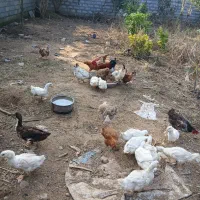 اردک مرغ خروس محلی سفارش میپذیرم