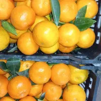 نارنگی پیج|خوردنی و آشامیدنی|بابل, |دیوار