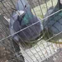 پلاکی نر غول مست روانی