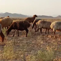 میش افشاری