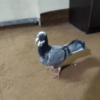 کبوتر گرفتنی نامور پلاکی|پرنده|همدان, |دیوار