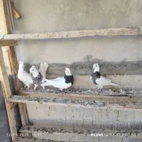 کبوتر|پرنده|ایلام, |دیوار