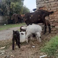 معاوضه با نربره نربز گوساله|حیوانات مزرعه|سرخنکلاته, |دیوار