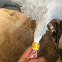 کبوترمسافتی|پرنده|شاهین دژ, |دیوار