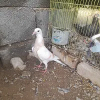 جفت نر ماده گوک|پرنده|ایرانشهر, |دیوار