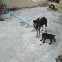 معاوضه با کبوتر