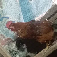 خروس|حیوانات مزرعه|آمل, |دیوار