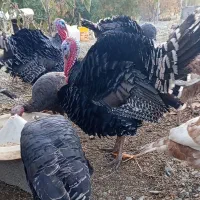 مرغ خروس و بوقلمون