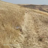 فروش جو پاییزی