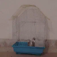 همستر|موش و خرگوش|نورآباد, |دیوار