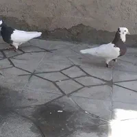 طوقی زرد ماده گمشده