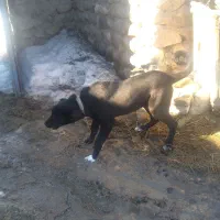 سک سرابی آلابا|سگ|بستان آباد, |دیوار