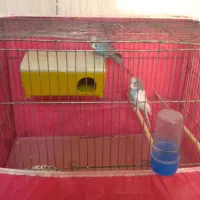 دوعدد مرغ عشق مست باقفس|پرنده|هرسین, |دیوار