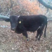 فروش جلب فوری  خریدار واقعی