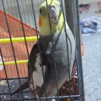 گم شده درمانگاه فاطمه زهرا امامشهر