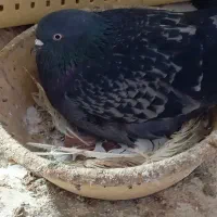 ۳۰تا کفتر گلچین شده همه توان پس داده هستن|پرنده|رشت, حمیدیان|دیوار