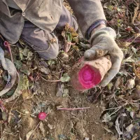 لبو(چغندر)تازه، ارگانیک وشیرین دشتابی|خوردنی و آشامیدنی|دشتابی, |دیوار