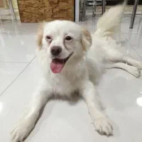 سگ شیتزو ماده