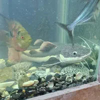 ماهی رتیل ۲۵ سانتی|ماهی|قم, فرهنگیان و شهربانی|دیوار