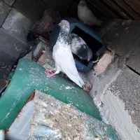 کبوتر تهرانی پرشی