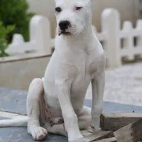 سگ داگو|سگ|سنگر, |دیوار