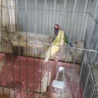 فنج گلدین