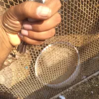 اورنج با نر کینگ فوق درشت