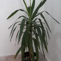 گل طبیعی یوکا آپارتمانی