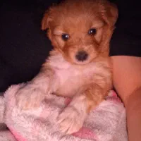 پودل کراس ۲ماهه|سگ|کرج, عظیمیه|دیوار