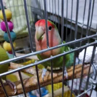 طوطی برزیلی