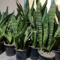 انواع گل و گیاه