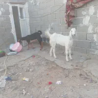 سیستان بلوچستان چابهار کمب للوه|حیوانات مزرعه|چابهار, |دیوار