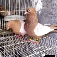 کبوتر گرفتنی صید بار کبوتر|پرنده|نیشابور, کوی یغما|دیوار