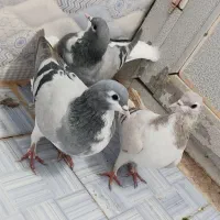 کفتر شهری جوجه|پرنده|شیراز, نیستان|دیوار
